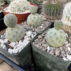 Tephrocactus geometricus - Golfball / Snowman cactus - 4inch Pot - Two Balls