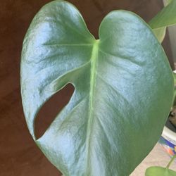Split Leaf Monstera Plant