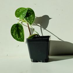 Lush Trailing Silver Satin Pothos Money Plant/ indoor plant/ house plant/ flower patio garden