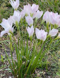 White Lily flowers 30 Plants With Bulbs 