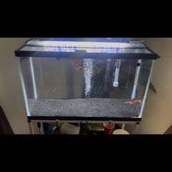 Whole 29 Gallon Tank Setup With Fancy Goldfish