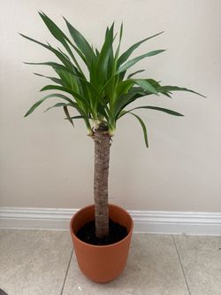 Yucca Tree