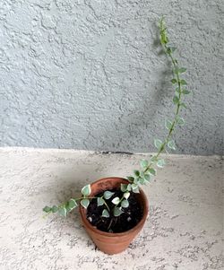 Variegated   Million  hearts  plant