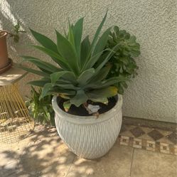 Fox Tail With Succulent Edition