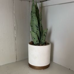 Snake Plant 