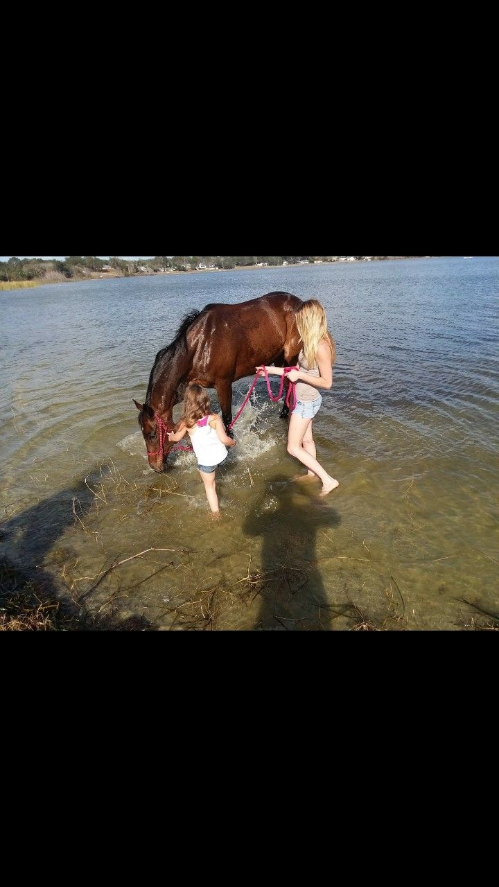 Horse Transport horse hauling