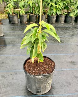 Mango 🥭 Tree