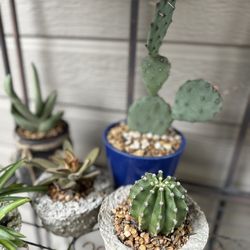 Spider Plant, Succulent And Cacti Plant Arrangements-$5 Each 