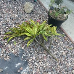 Plumera Branch Fresh Cut