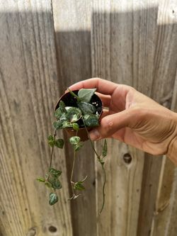 String Of Spades 2” Pot 