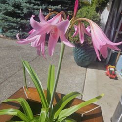 Garden Plant Unusual Lilly Pink 