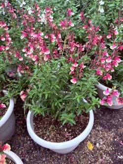 Salvias