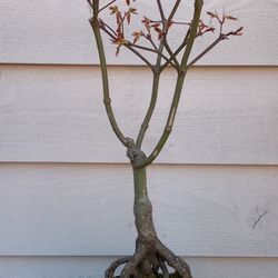 Bonsai Japan Maple Eight Year Old