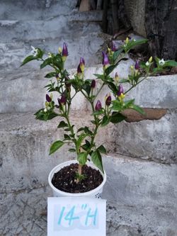 Bolivian Ornamental Purple Pepper