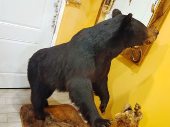 Taxidermy .deer  .bear. Mula.