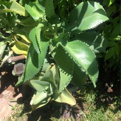 Decorative And Medical Plants 