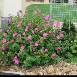 25 Rock Rose SEEDS * NATIVE Texas * Pink Flower