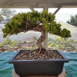 Procumbens Nana Juniper Pre Bonsai 