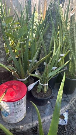 Aloe Vera