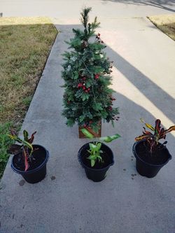 pino$15__plantas$15 cada una