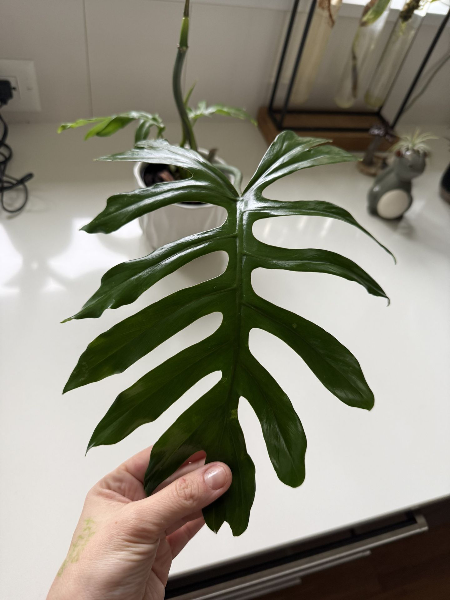 Philodendron Mayoi 
