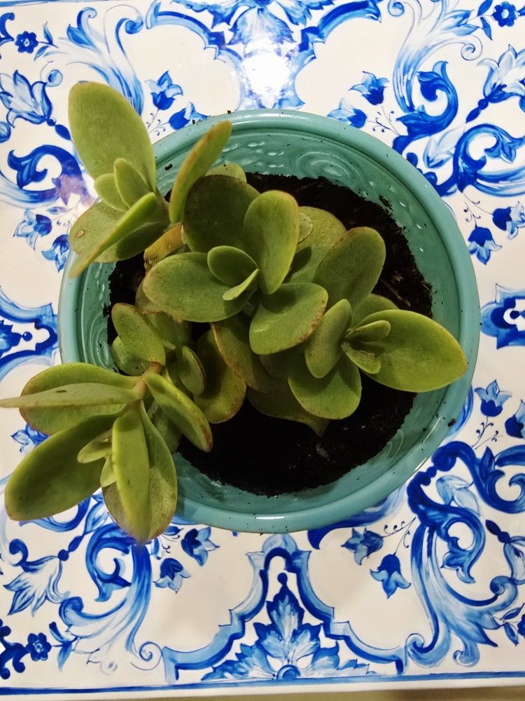 Plant in a nice pot