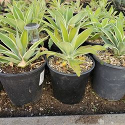 Agave "Ray of Light " 1 Gallon Plants For $4