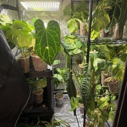 Rare House Plants. 