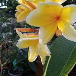 Yellow Frangipani Plants