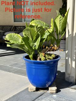 Planters / Macetas