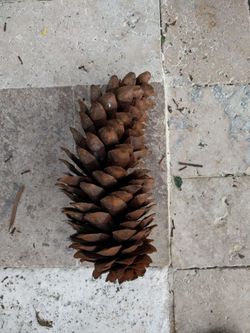 Giant 12" pine cone