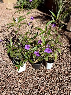 Mexican petunia Plants Set of 3