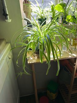 Medium spider plant 🪴