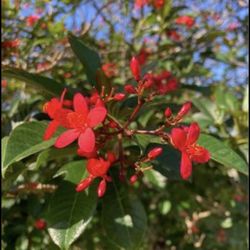 FREE CUTTINGS of Jatropha Plant - Loved By Butterflies & Hummingbirds 🔻See Below🔻