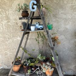 Antique Ladder With Succulents