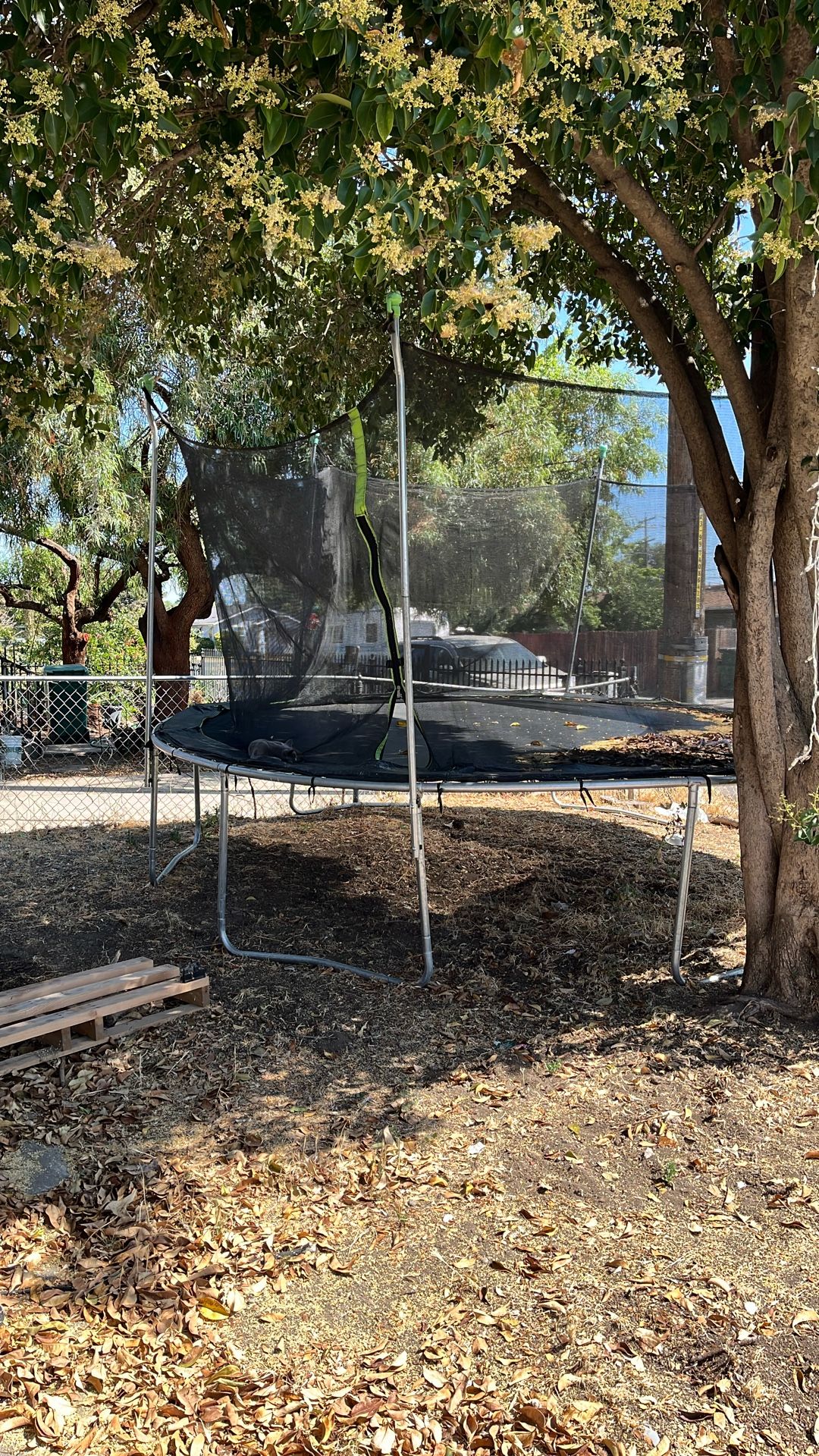Trampoline