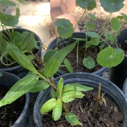 Vietnamese coriander.   Rau Răm 5$