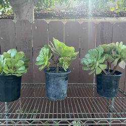 Aeonium Blushing Beauty 
