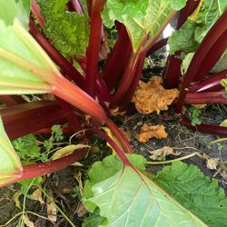 Mature Red Rhubarb 