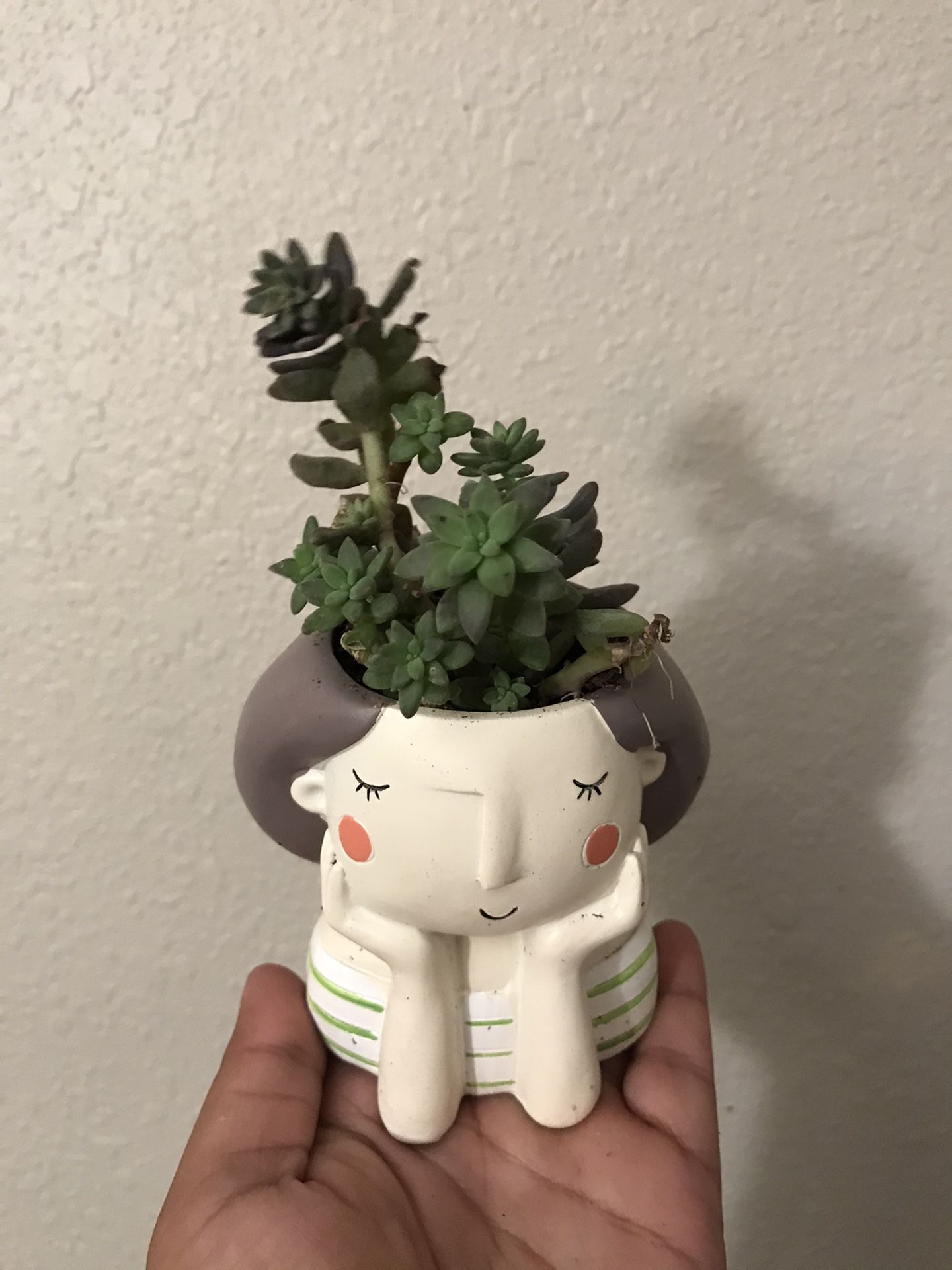succulent plant in head planter pot