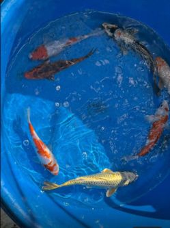 Koi 3-12 Inches