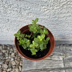 Live Plant 