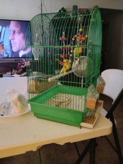 Budgerigar