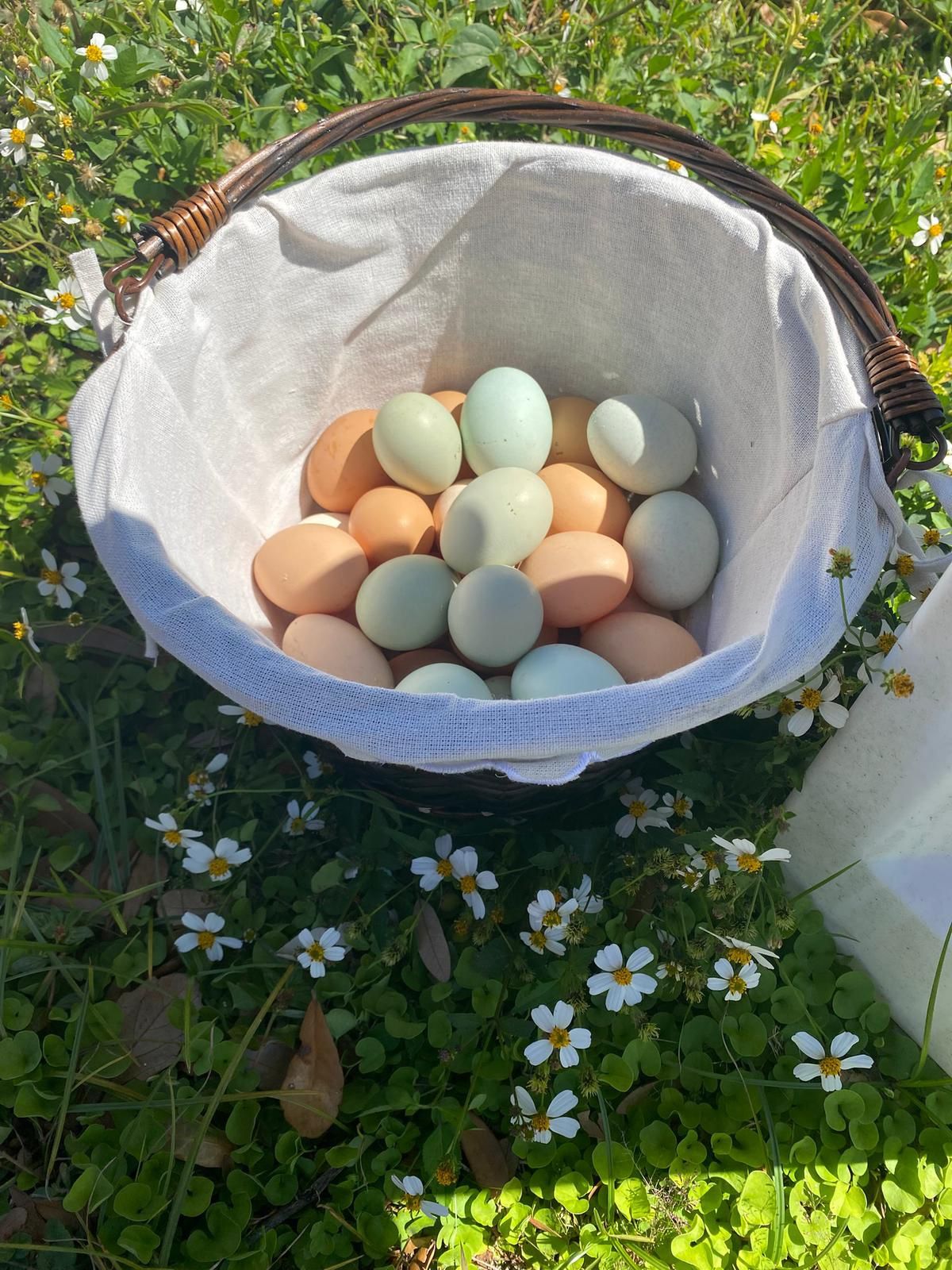 Eggs Chicken