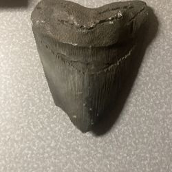 Shark Tooth Replica 