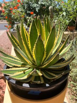 Variegated Agave - 5 gallon