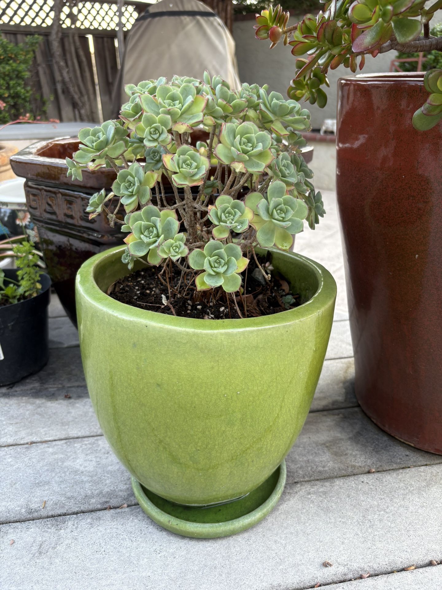 Potted Succulent