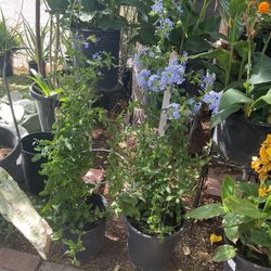 Blue Plumbago Plants