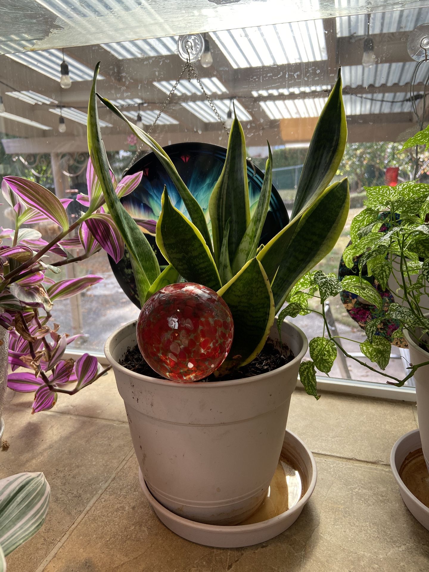 Snake Plant