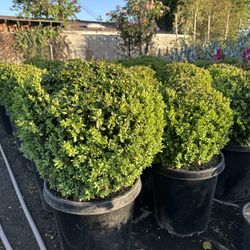 Boxwood Globes